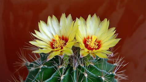 圓柱仙人掌屬|圓柱掌屬 (Cylindropuntia) 照顧，種植，繁殖，開花時間